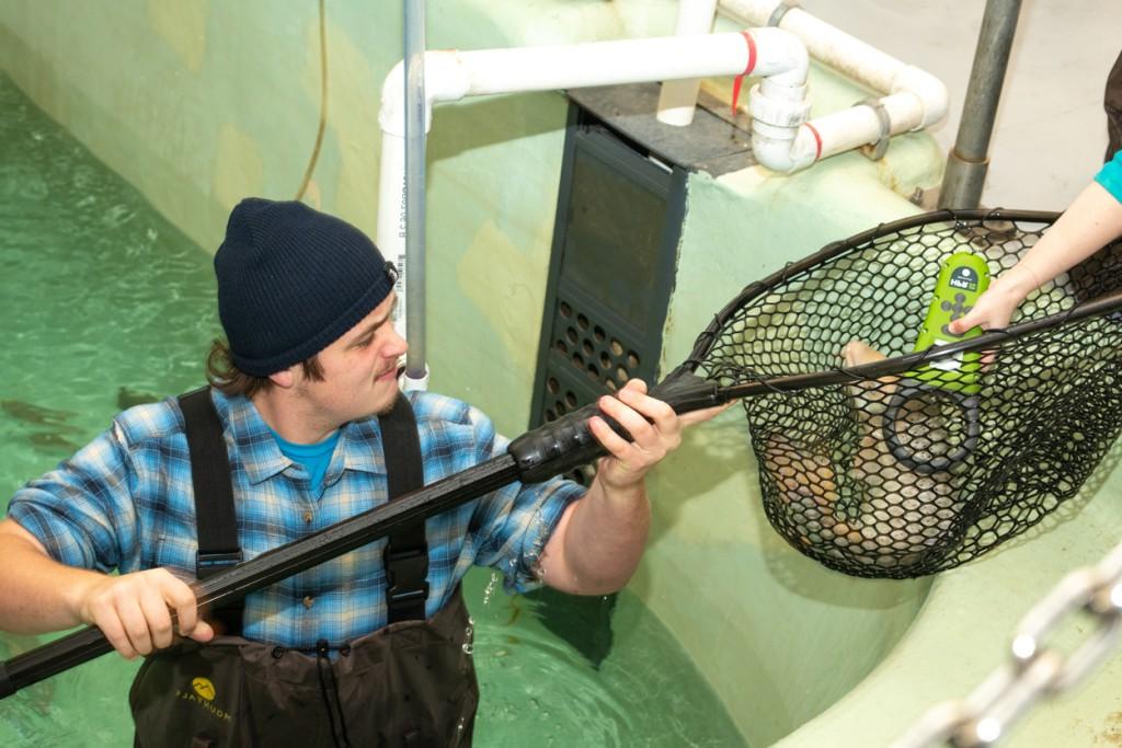 A student in waders stands in a marine science center lab pool as they hold up a net with a fish while another student uses a tag reader on the fish